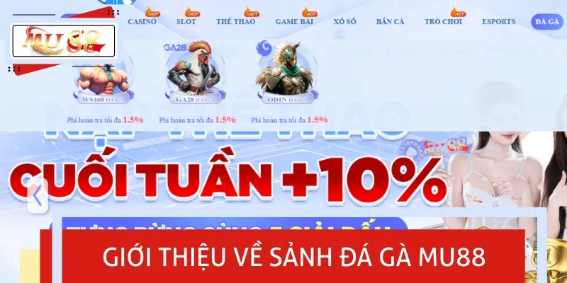 Đá gà MU88 là sân chơi giải trí, phát sóng các trận đấu trực tiếp