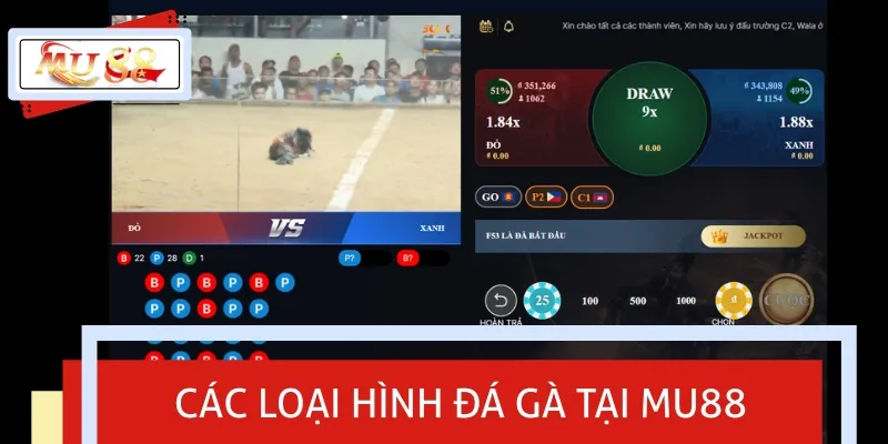 Điểm qua các loại hình chọi gà nổi bật nhất hệ thống